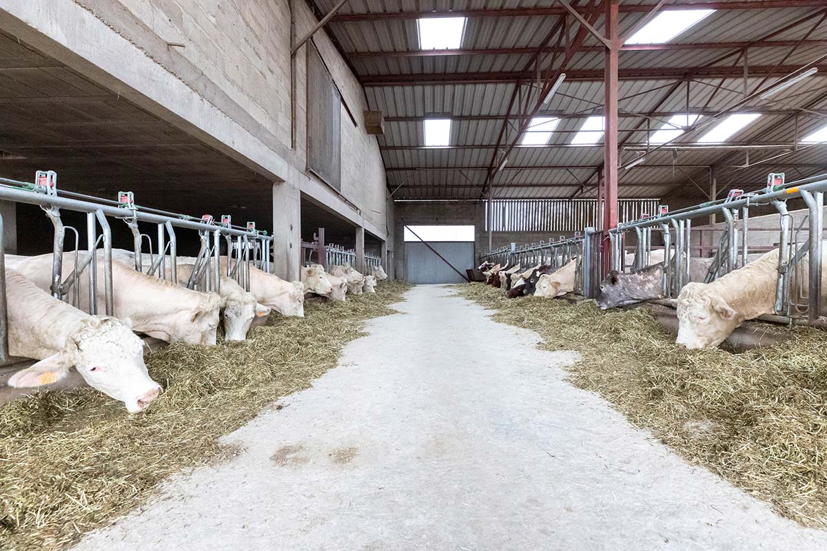 Troupeau en pâturage à la ferme bio GAEC Henriot, Villebichot, Côte d'Or
