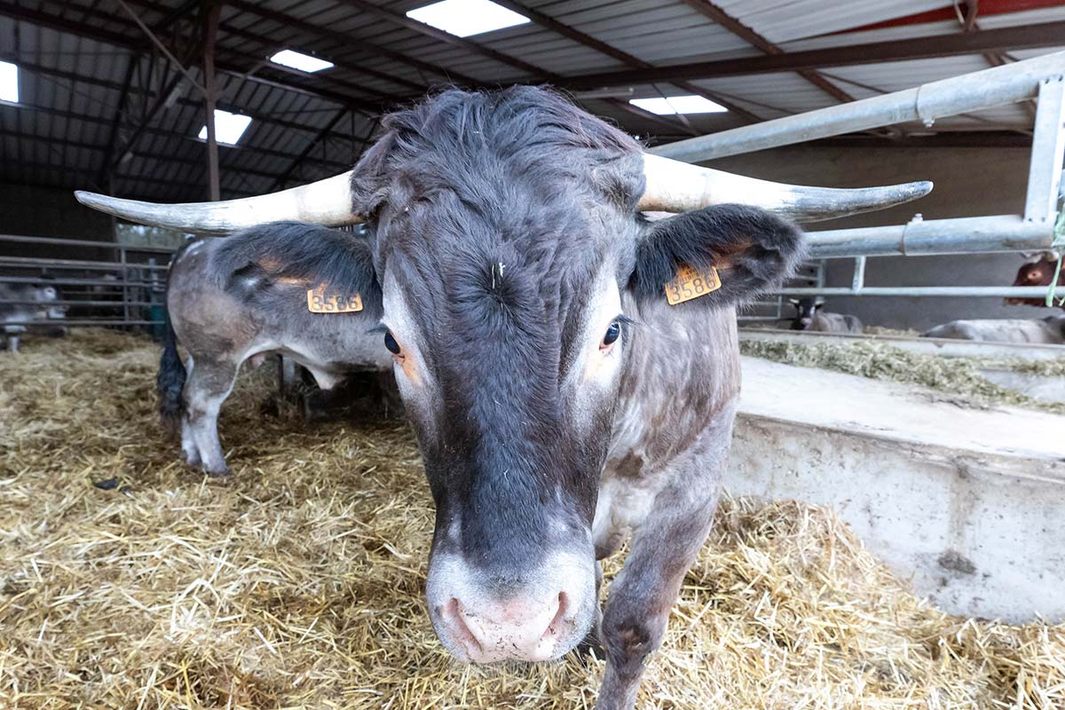 Vente directe de produits bio à la ferme Henriot pendant le séjour